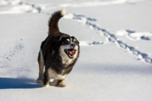 dog, canine, run, animal, pet, nature, snow, lake, cold, endurance, wintry, winter