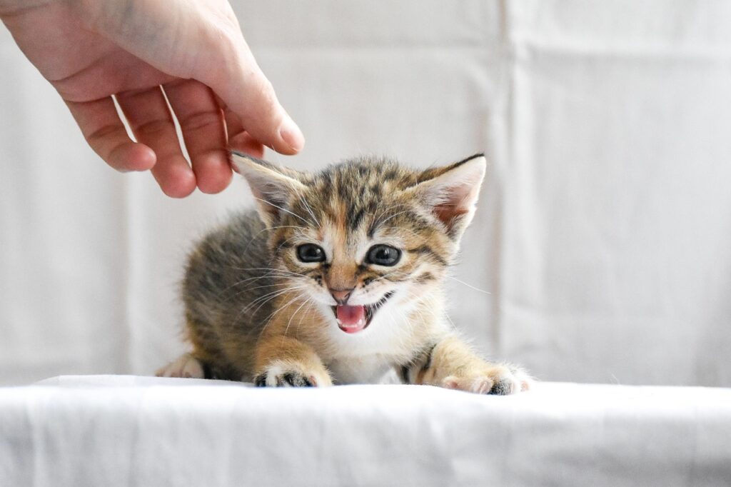 cat, kitten, hand, screaming, eyes, animal, feline, pet